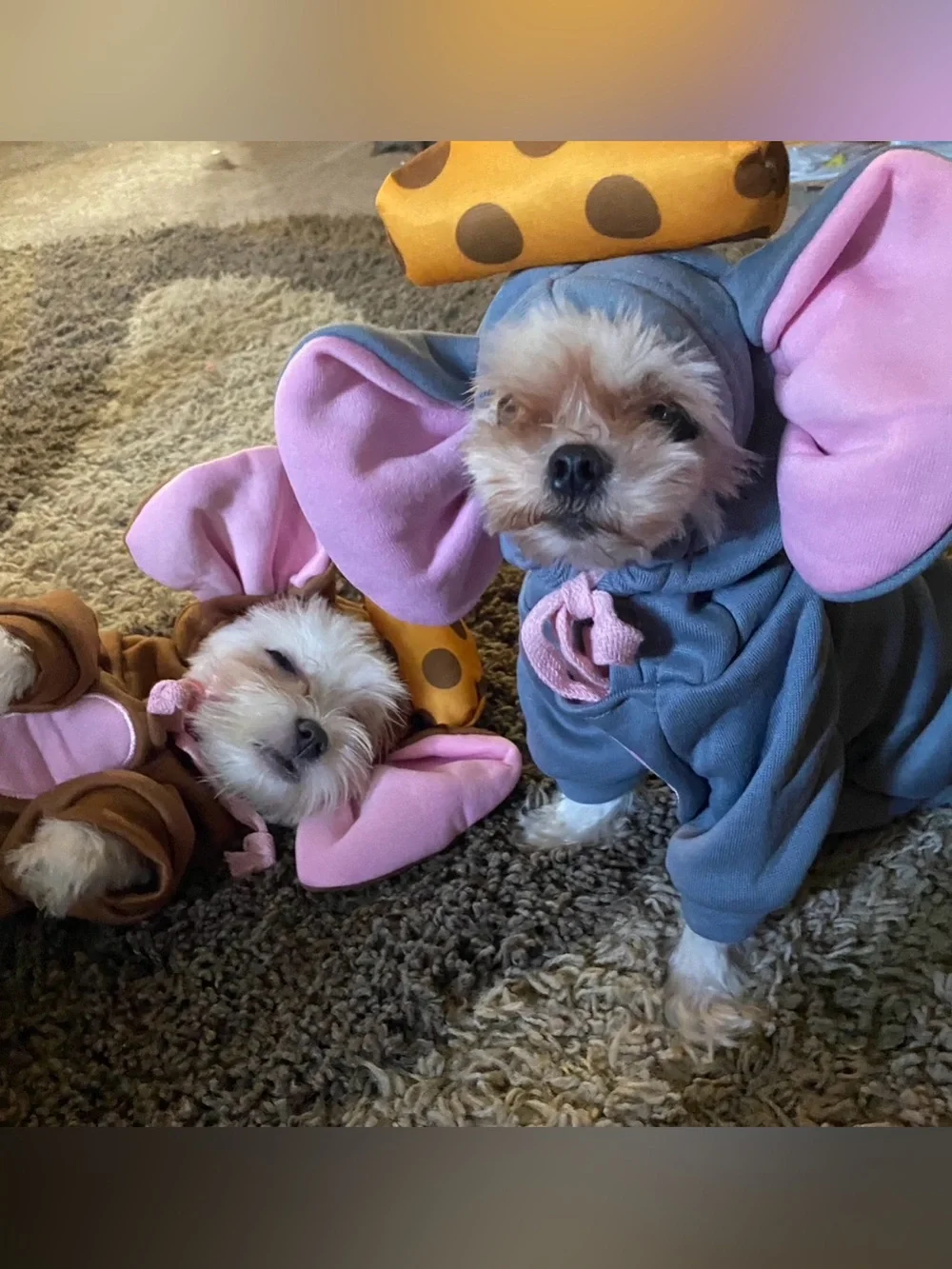Halloween costumes for puppy’s Size xs/s 2 mice